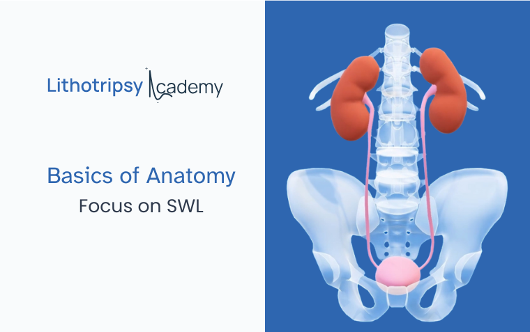 Basic of anatomy for SWL